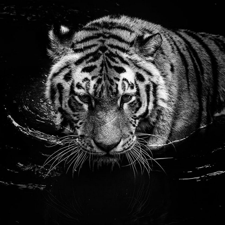 Черный Водяной Тигр